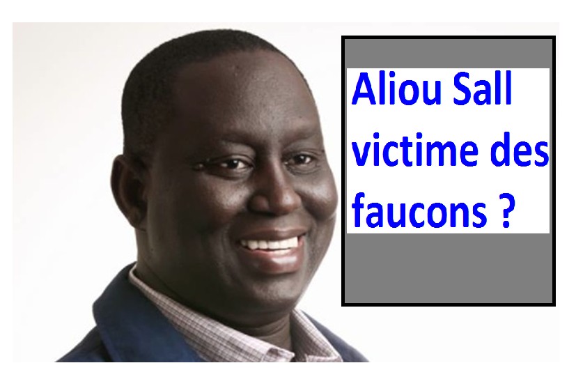 aliou sall faucons
