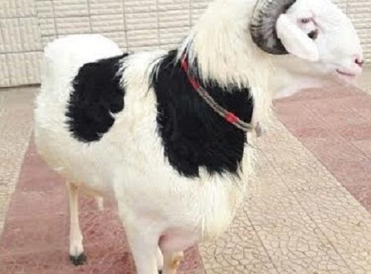 TABASKI: Abdoulaye Wade offre un gros bélier l’imam la mosquée Massalikoul Djinane. 20 TABASKI: Abdoulaye Wade offre un gros bélier l’imam la mosquée Massalikoul Djinane.