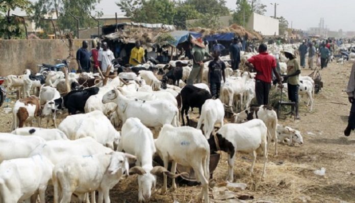 TABASKI: Un manque de 10000 moutons pour Fatick 6 TABASKI: Un manque de 10000 moutons pour Fatick