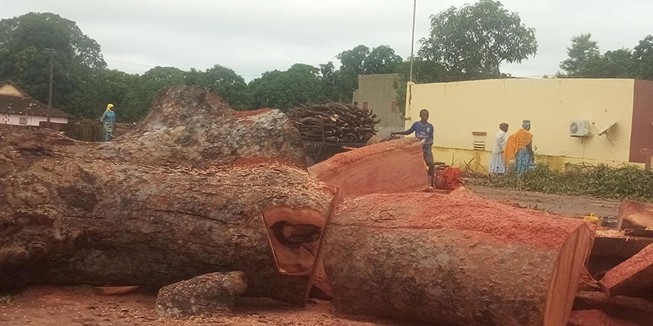 caïlcédrats abattus