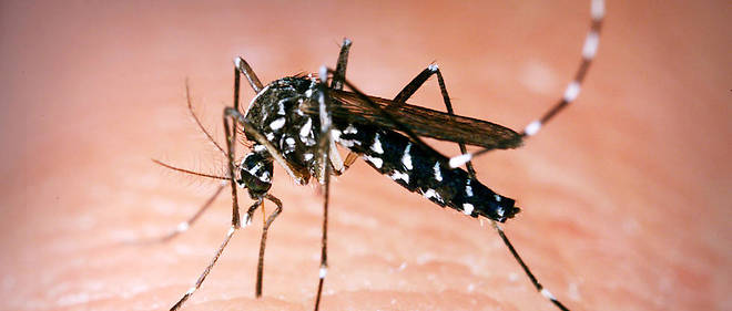 La dengue refait son apparition dans le Nord du Sénégal
