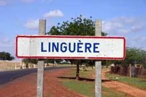 linguère