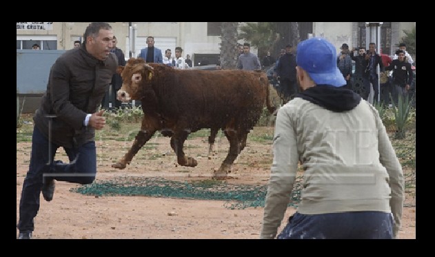 taureau rabat 1