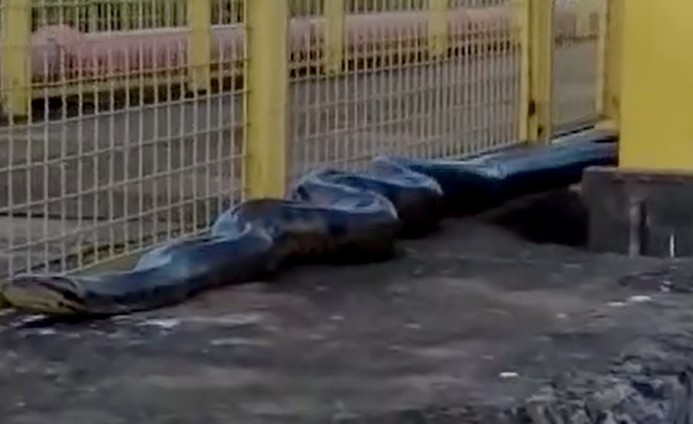 anaconda géant