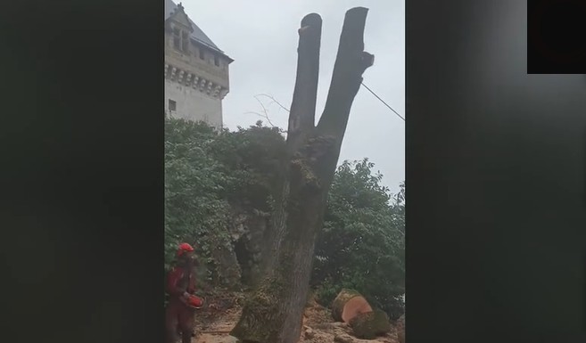 arbre coupée