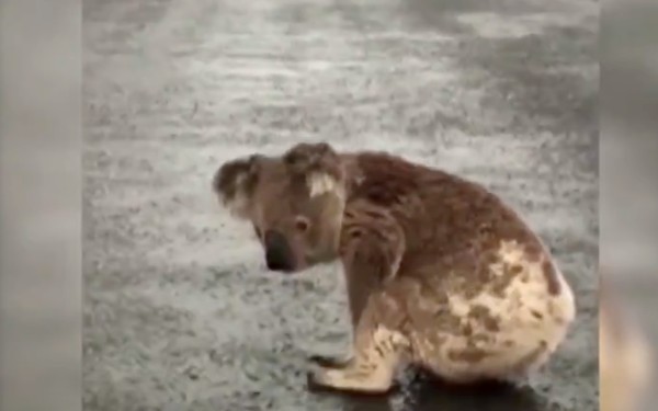 koala eau de pluie