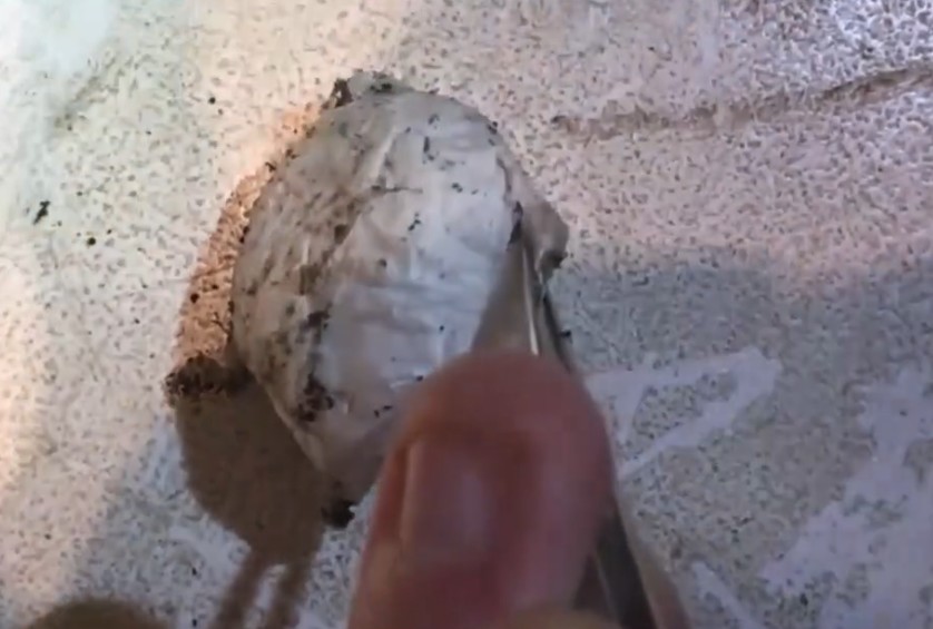 sac blanc araignées