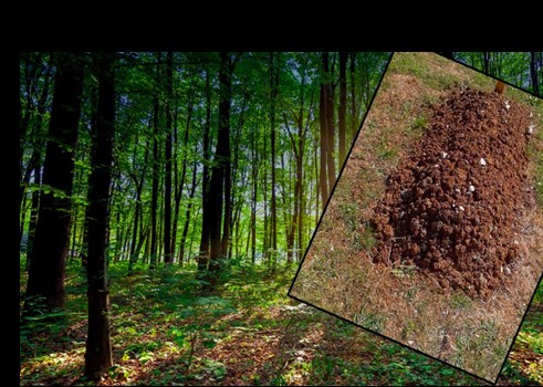 forêt mort enterré
