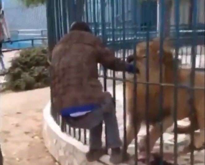 vidéo homme mordu lion sénégal