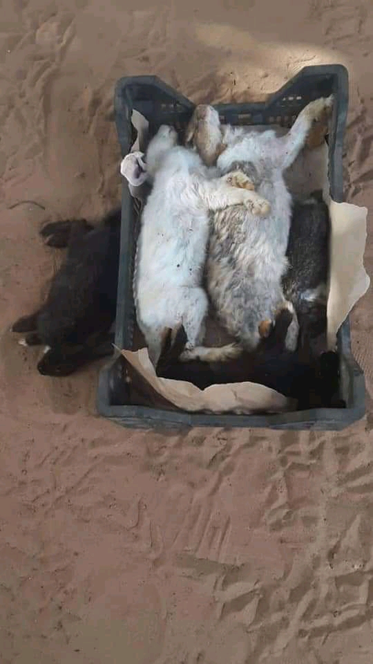 890D3369 E0BD 4058 A658 10AF597DE735