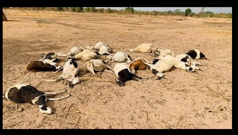 moutons bétail mort