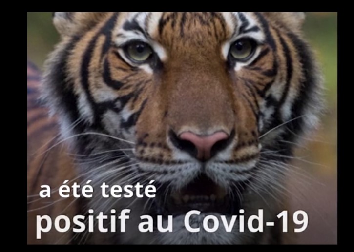 tigre covid