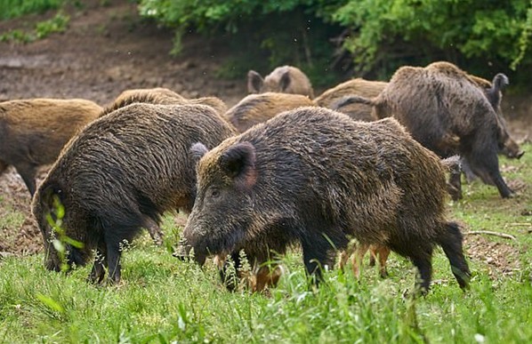 troupeau de porcs