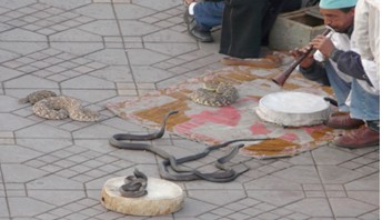 charmeurs de serpents