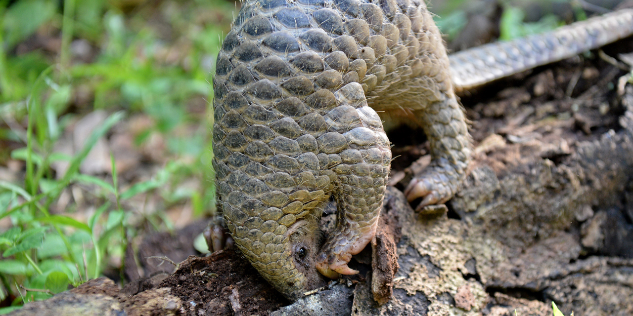 Pangolin en détresse...Alourdir les peines juridiques pour freiner son extinction 4 écailles 2 2