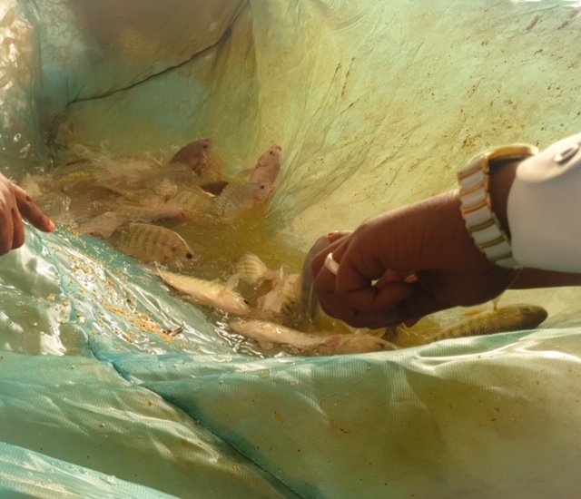 Atelier de Renforcement : La directrice de l'ANA à Richard Toll... 4 PSX 20200722 142758