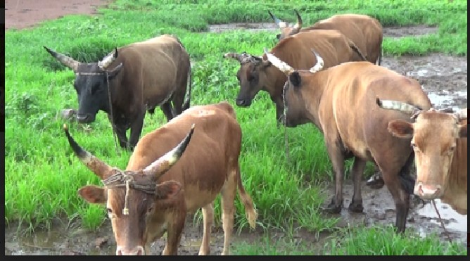 Une fondation turque fait don de 200 bœufs à Kédougou 1 kédougou