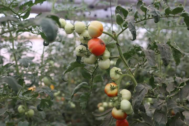 FB IMG 1599397421549