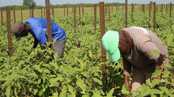 FB IMG 1599397450954