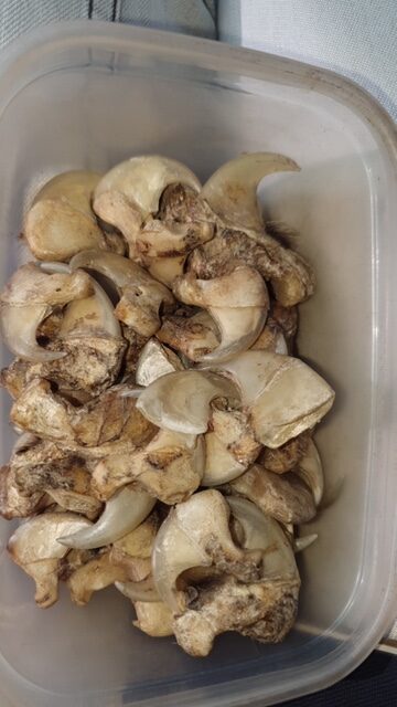 Griffes lion 1 rotated