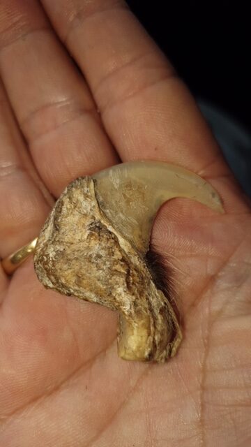 Griffes lion 2 rotated