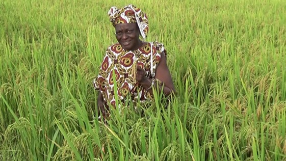 Kédougou : Une grande quantité de riz risque d’être perdue dans leurs rizières 1 kédougou