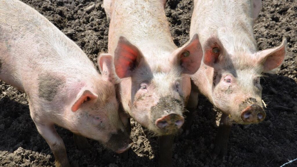 Les chrétiens risquent une pénurie de porc pour les Fêtes de fin d’année Xibaaru