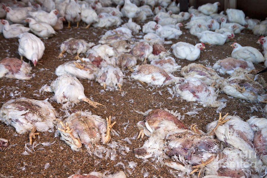 Comment Reconnaître La Grippe Aviaire Chez Les Poules