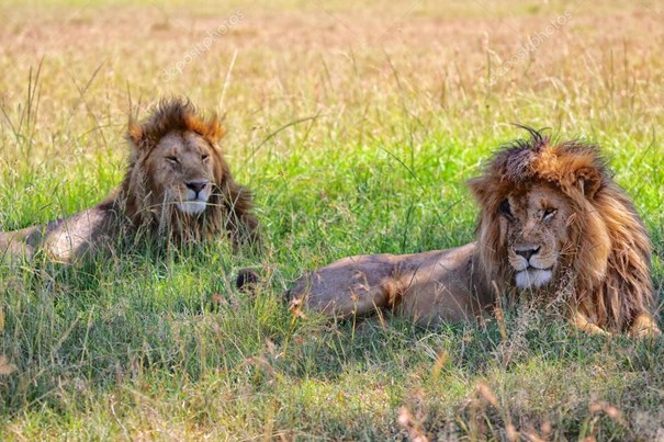 deux lions