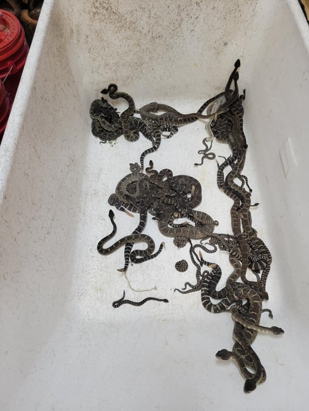 92 serpents à sonnette capturés sous une maison (photo) 1 serpent
