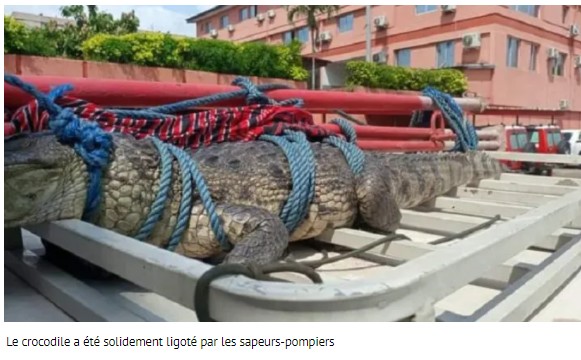 Panique à Abidjan ! des crocodiles se promènent dans la ville 1 crocodile