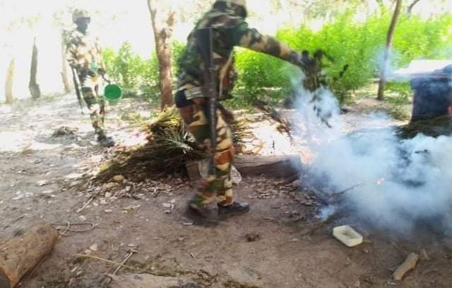 Destruction des champs de drogue : l’armée se heurte à une résistance à Bignona