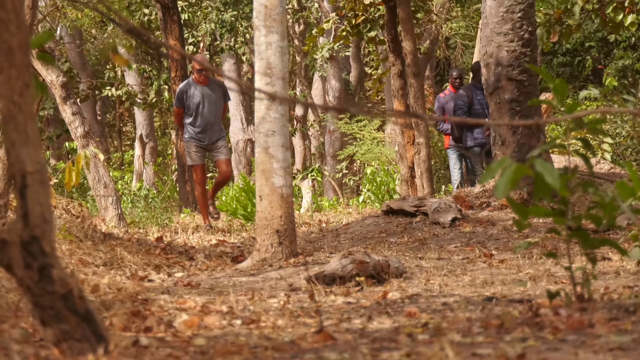 Bignona : Le programme « karonghen » 3 fait renaître l’espoir 1 foret communautaire koudioube