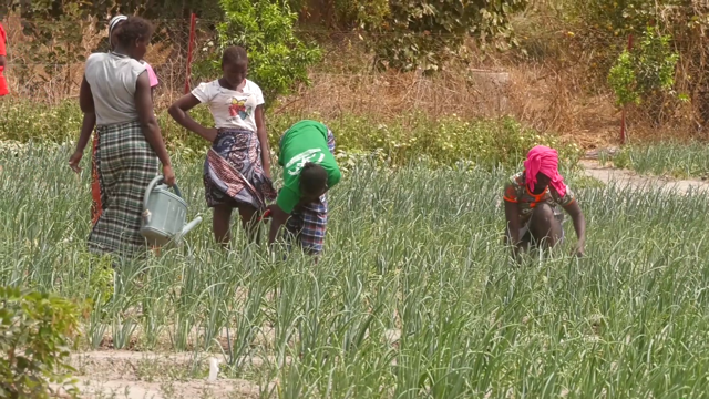 Bignona : Le programme « karonghen » 3 fait renaître l’espoir 4 jardin koulobory