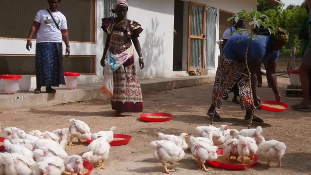 Bignona : Le programme « karonghen » 3 fait renaître l’espoir 3 poulailler Macouda