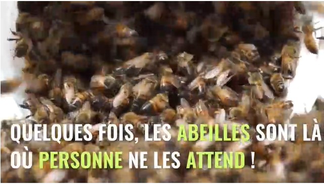 abeille