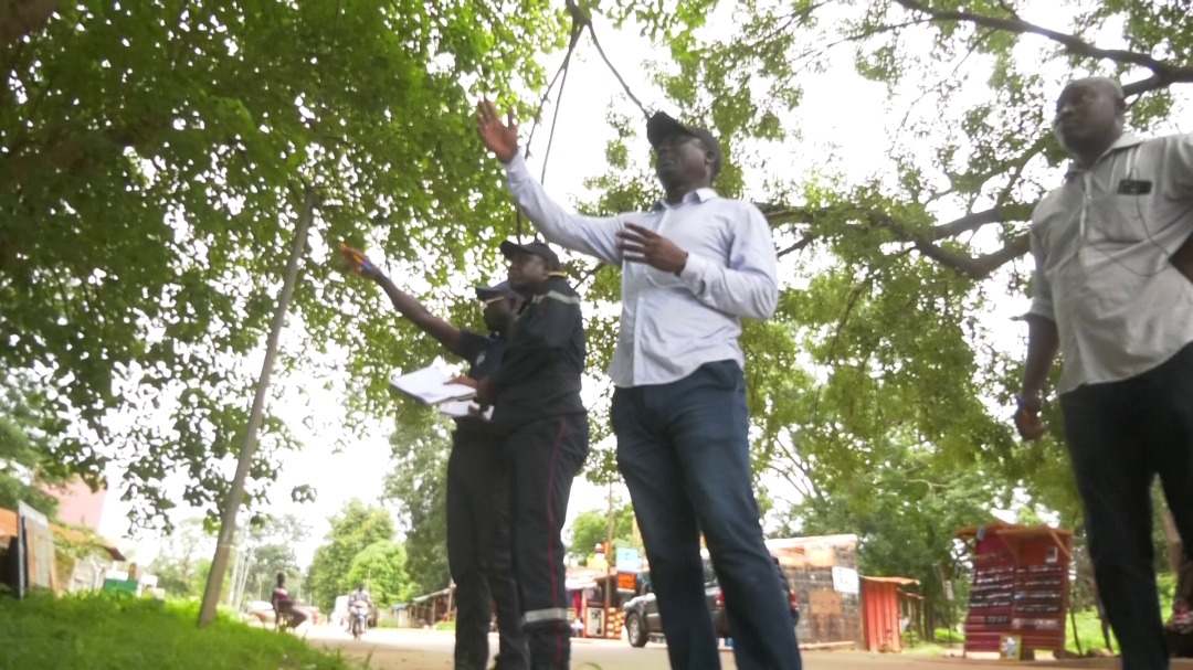 Bignona : Le maire et la commission de la protection civile abattent les arbres dangereux 11 Bignona : Le maire et la commission de la protection civile abattent les arbres dangereux