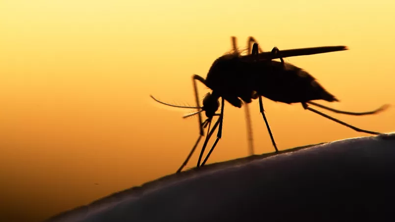 Le paludisme est un réel problème de santé publique au Sénégal