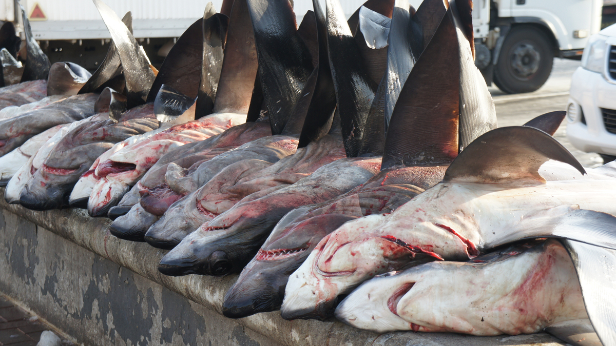 requins chasses et tues