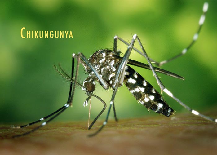 Sédhiou : Trois (3) cas de Chikungunya détectés