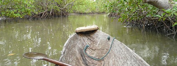 Bignona : Le club changement climatique restaure les mangroves 17 Bignona : Le club changement climatique restaure les mangroves