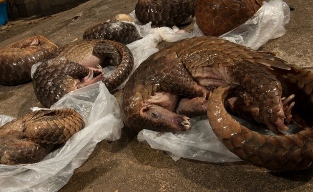 pangolin tues