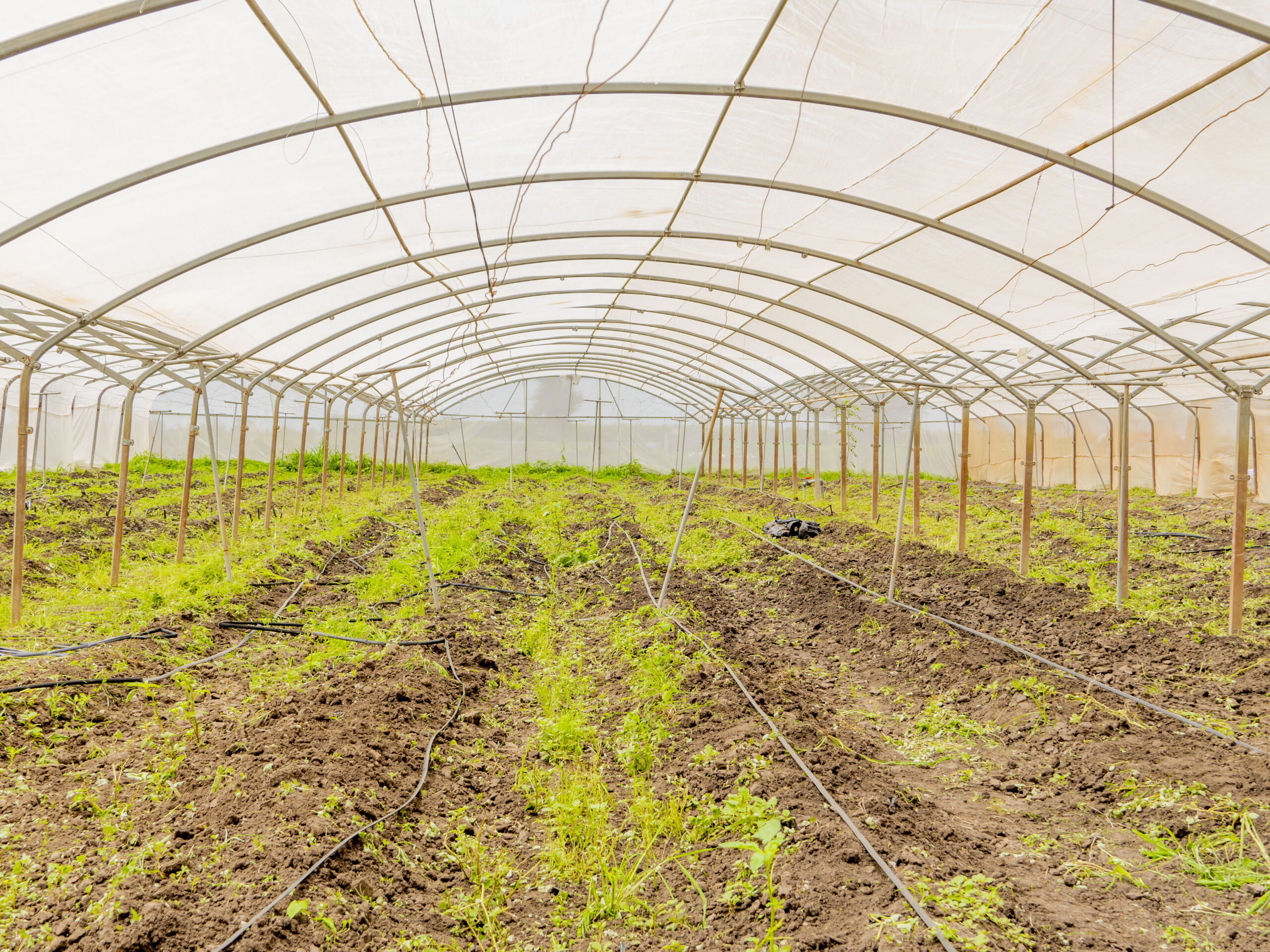 image 123650291 8 scaled