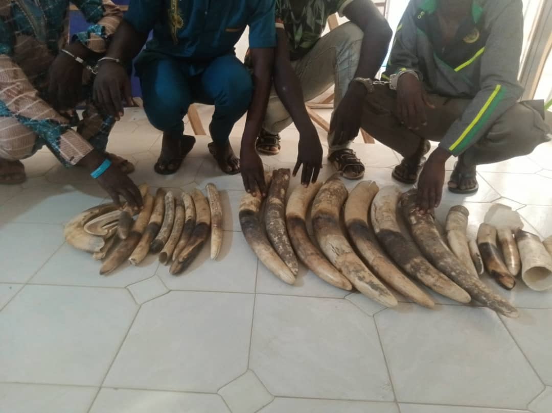 Criminalité faunique : Des trafiquants d'ivoire arrêtés au Togo 1 trafs 30 juin 2024 kara