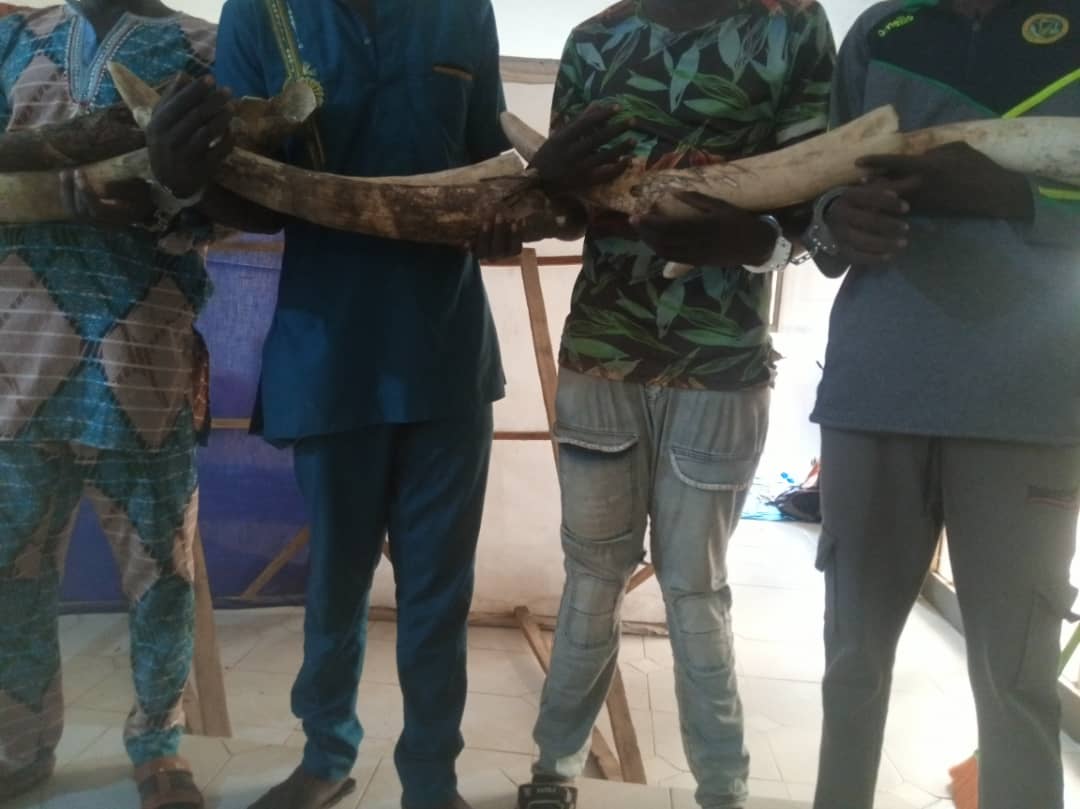 Criminalité faunique : Des trafiquants d'ivoire arrêtés au Togo 2 trafs kara 30 juin 2024