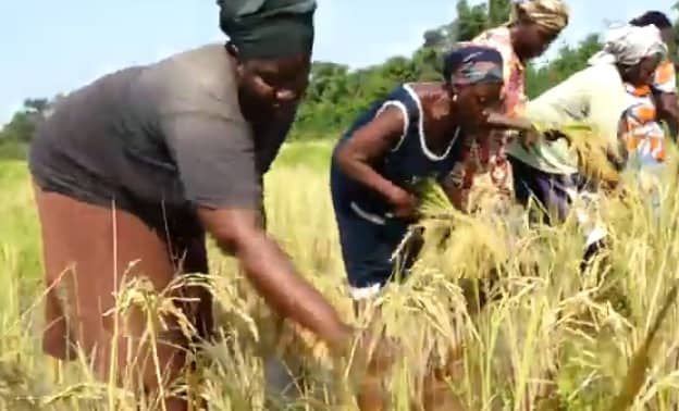 Bignona : Les producteurs d’Affiniam créent une coopérative pour l’autosuffisance en riz 18 Bignona : Les producteurs d’Affiniam créent une coopérative pour l’autosuffisance en riz