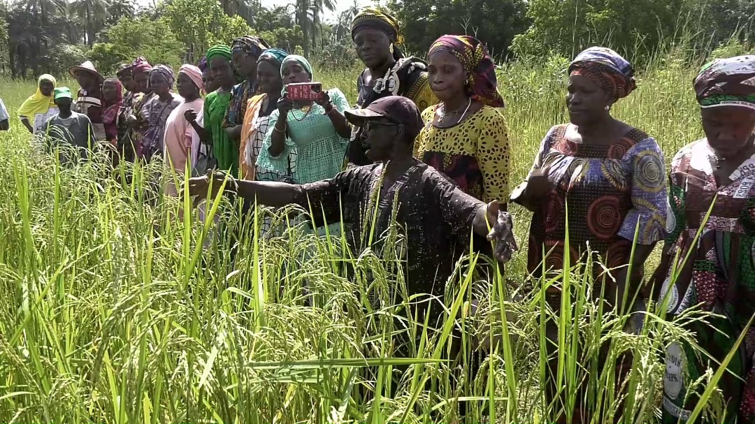 Bignona : L'AJAC contre la disparition de la semence de riz traditionnel 26 Bignona : L’AJAC contre la disparition de la semence de riz traditionnel