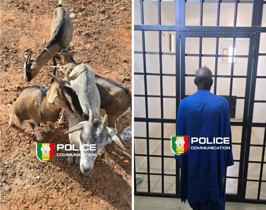 Vol de bétail : un individu interpellé à Nioro