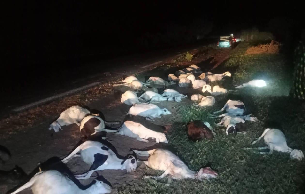 Darou Niass : un camion fauche un troupeau…108 moutons tués
