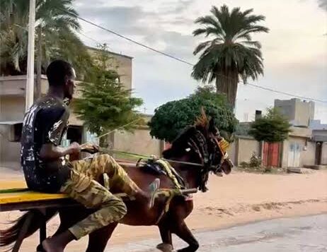 Touba : Serigne Mountakha Mbacké ordonne la fin des courses de charrettes attelées 7 Touba : Serigne Mountakha Mbacké ordonne la fin des courses de charrettes attelées